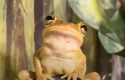 La rana logró tener una segunda oportunidad gracias a sus rescatistas (Foto: The Dodo)