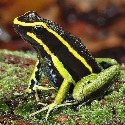 La rana venenosa de tres rayas (Ameerega trivittata) desarrolló toxinas para defenderse de los depredadores.