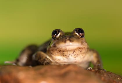 La ranita del rincón