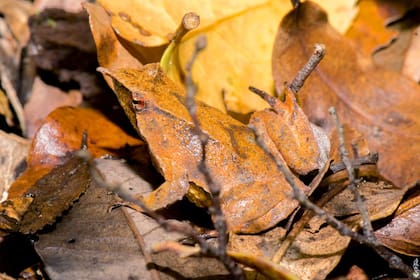 La ranita mimetizada entre las hojas