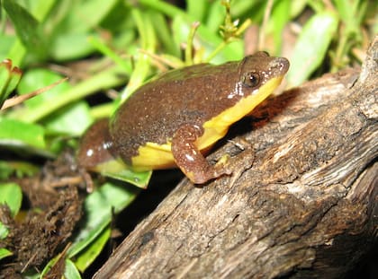 La ranita panza amarilla es un animal nocturno que se alimenta principalmente de hormigas y termitas