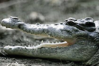 Al sapo de caña se le considera culpable de la muerte de varias especies de reptiles, como los cocodrilos