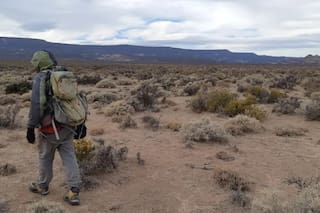 Redescubren en Chubut un roedor único en el mundo que se creía extinto