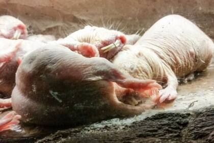 La rata topo desnuda no teme al cáncer, que solo le afecta de forma anecdótica