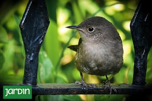 La ratona común (Troglodytes aedon) es una pequeña ave conocida por su canto distintivo y su comportamiento activo y curioso.