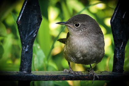 La ratona común (Troglodytes aedon) es una pequeña ave paseriforme perteneciente a la familia Troglodytidae. Es nativa de América del Norte, Central y del Sur, y es conocida por su canto distintivo y su comportamiento activo y curioso.