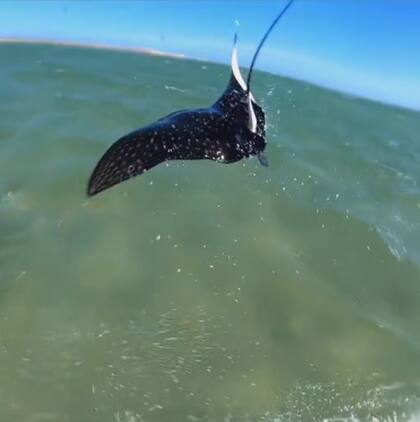 La raya mobula se alimentan por filtración, lo que significa que extraen el plancton del agua con la boca, y que a menudo se reúnen en grandes cantidades en bancos de ellos