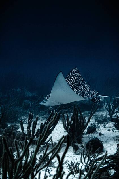 La raya moteada que retrató Nicolas se transformó en una de las 25 fotos submarinas destacadas de 2021 y compite para ser la mejor