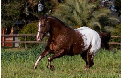 La raza Apaloosa es oriunda de los Estados Unidos y llegó a la Argentina en el siglo XX