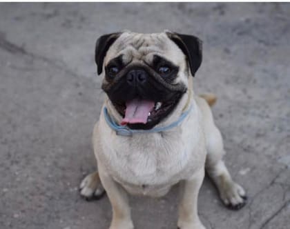 La raza canina Pug es la más requerida por las personas que desean adoptar una mascota y que esta esté en o con los niños