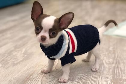 La raza chihuahua es la más friolenta, según el relato de un experto