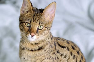 La raza de gato exótica que sorprende por su carácter y energía
