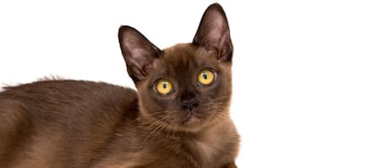 La raza felina Burmés