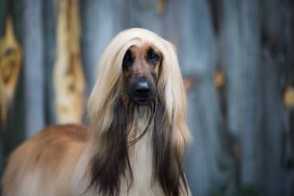 La raza lebrel afgano es la más desobediente (Foto Pexels)