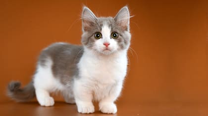 La raza Munchkin se destaca por su pequeño porte