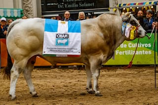 La raza que une a la región del Piamonte con la pampa húmeda