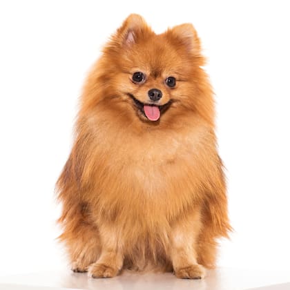 La raza Pomerania es proveniente de Rusia