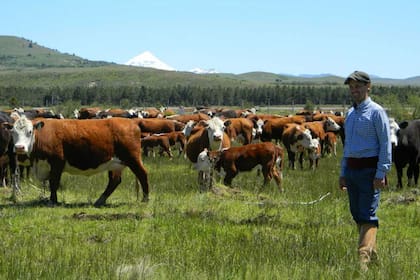 La raza predominante es Hereford