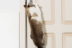 La razón de por qué los gatos odian las puertas cerradas, según los expertos