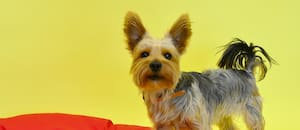 Por qué los perros llevan sus juguetes a la cama antes de dormir, según los expertos