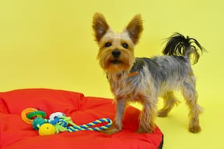 Por qué los perros llevan sus juguetes a la cama antes de dormir, según los expertos