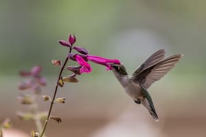 Qué significa que un colibrí visite tu jardín y por qué ocurre