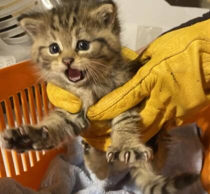 La reacción agresiva del gato montés obligó al rescatista a buscar ayuda externa