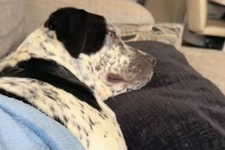 La tierna reacción de un perro adoptado al oír que empezaba su serie favorita