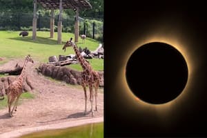 La inesperada reacción de los animales del zoológico ante el eclipse total de sol