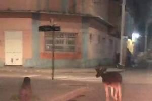 Corrientes: avistaron a un ciervo en pleno centro de Goya