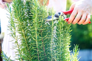 Licuar romero y vinagre: una mezcla poderosa que tiene una gran función para la casa y la limpieza