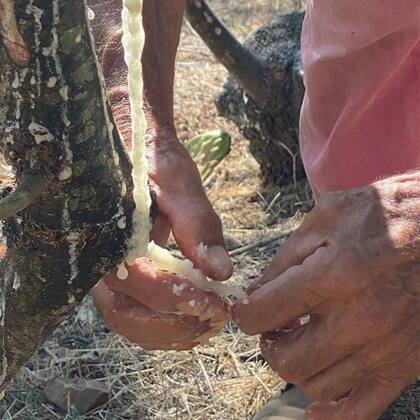 La recolección del maná se remonta al siglo IX.