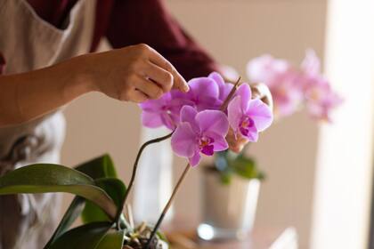 La recomendación es que crezcan de manera natural