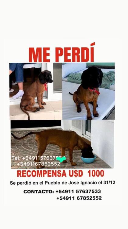 La recompensa es de 1000 dólares