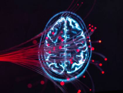 La reconfiguración hace que el cerebro pierda habilidades con el fin de optimizar sus funciones más básicas.