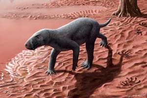 La reconstrucción del gorgonopsio hallado en Mallorca