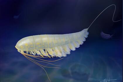 La reconstrucción del Lomankus edgecombei, que vivió hace 450 millones de años en Nueva York