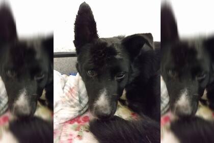 La recuperación de Jack fue calificada como "milagrosa"