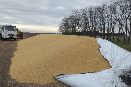 La recuperación del cereal no es completa