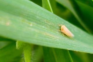 Reportaron un fuerte retroceso de la plaga de la chicharrita del maíz