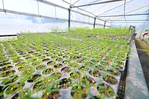 Una provincia distribuye 100.000 árboles autóctonos para una meta ambiciosa