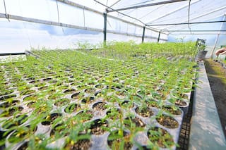 Una provincia distribuye 100.000 árboles autóctonos para una meta ambiciosa