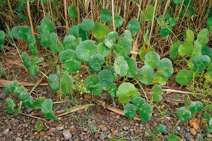 La redondita de agua aparece en canteros, plazas y veredas, es perenne y nutritiva