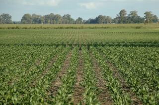 Tierras rurales: distorsiones que siguen pese a la reforma impositiva