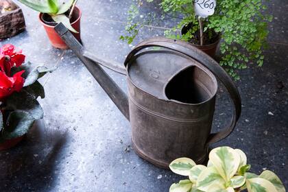 La regadera de cien años de Moisés