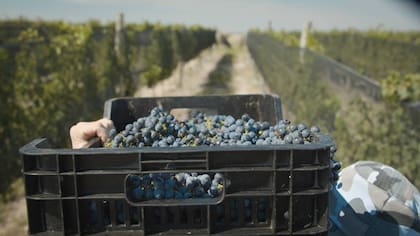 La región busca destacarse por la calidad