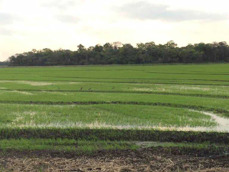 Desafíos y éxitos en el Chaco Paraguayo: la historia de Matías Carreras y su revolución ganadera