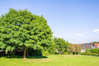 La regla 3-30-300 consiste en ver al menos tres árboles desde el balcón de la casa