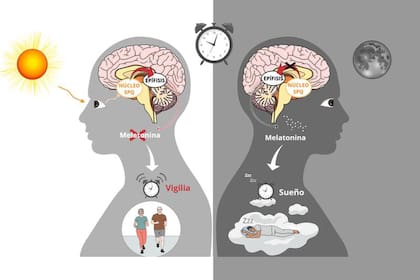 La regulación del sueño en humanos. Izquierda: La luz es captada por la retina. La señal lumínica se transmite por el cerebro, y evita la liberación de melatonina desde la epífisis. Derecha: De noche, la ausencia de luz estimula la producción de la hormona somnífera. (Esquema realizado a través de Mindthegraph.com)