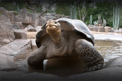 La "Reina del Zoológico" de San Diego amaba particularmente la lechuga romana y los frutos del cactus